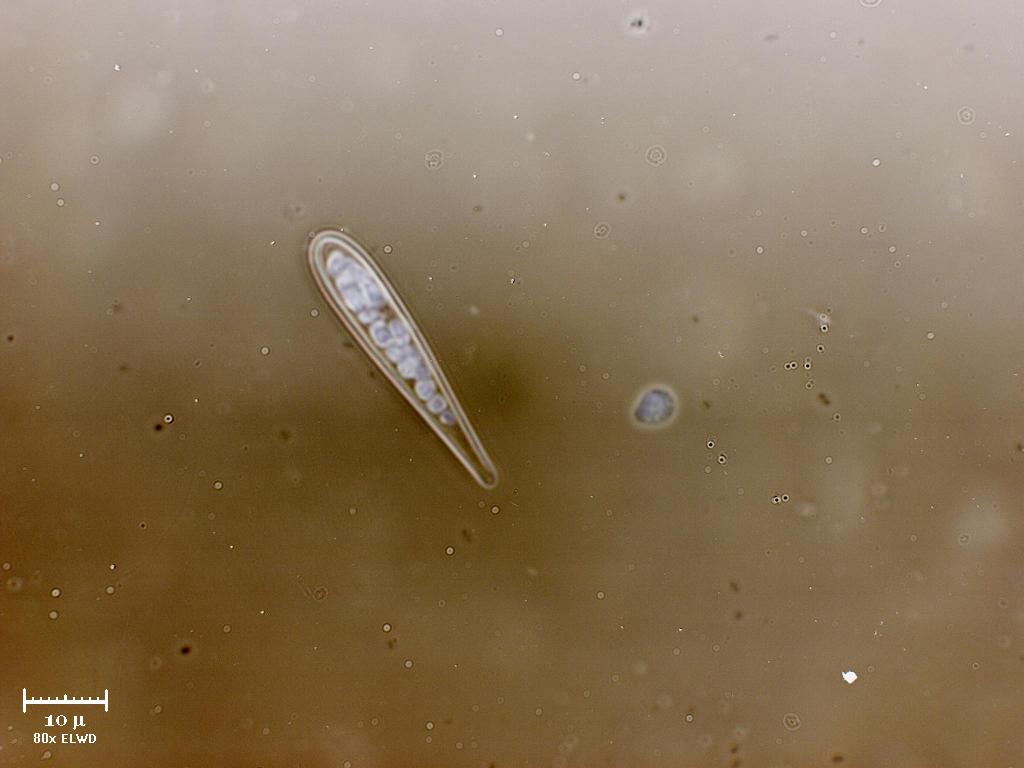 WILMA! Dammi la clava!