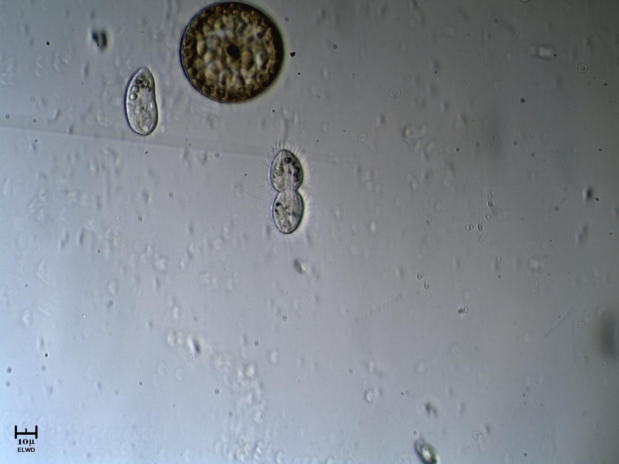 Dal mio nuovo Little Balcon Stagn