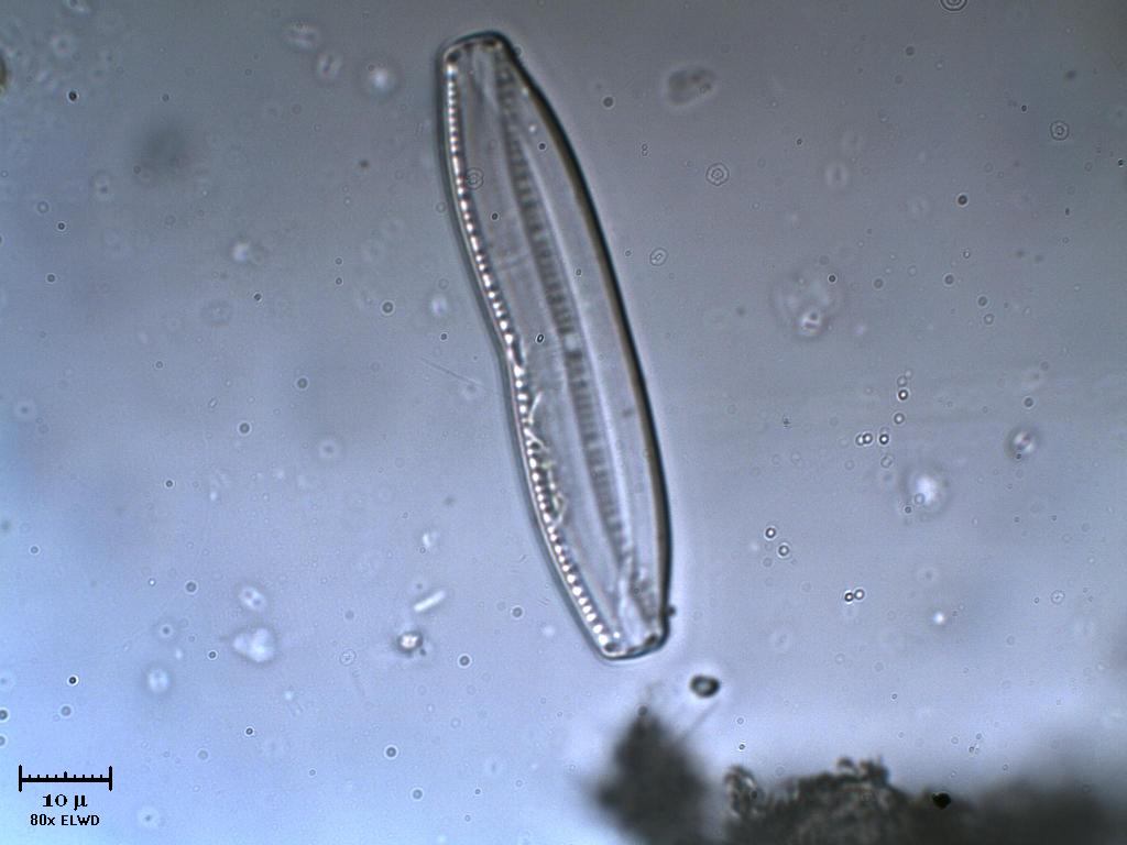 Frstulo