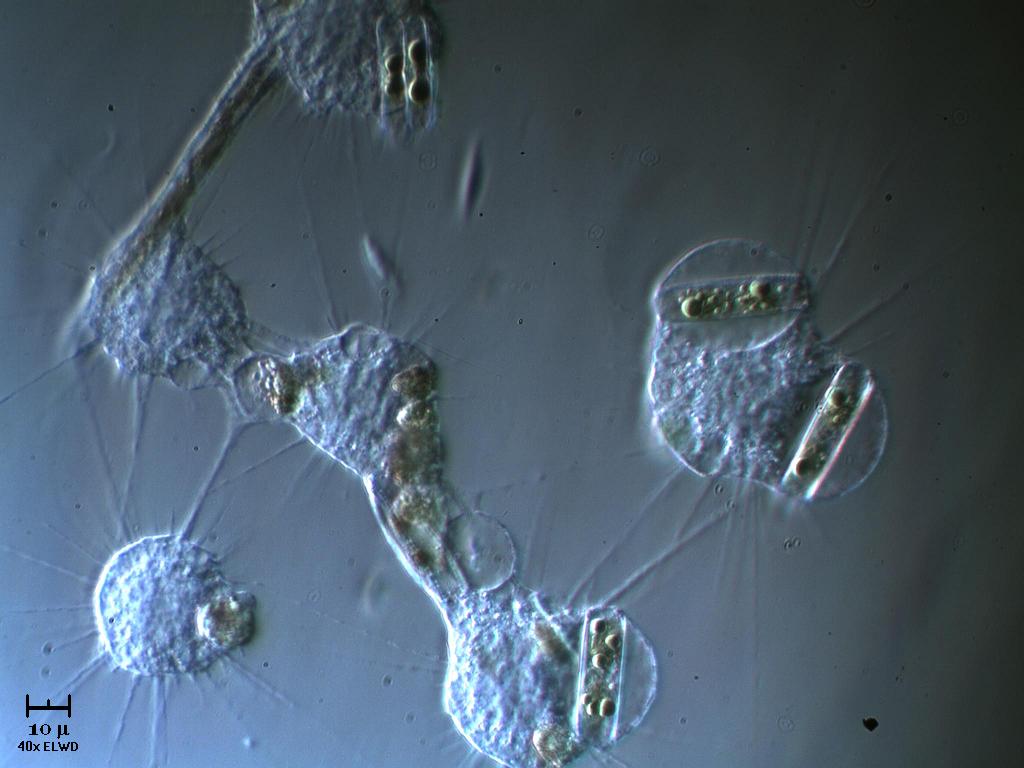 Branco di heliozoi
