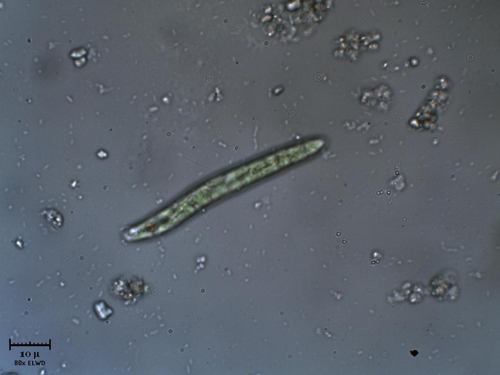La volete 1 altra Euglena?