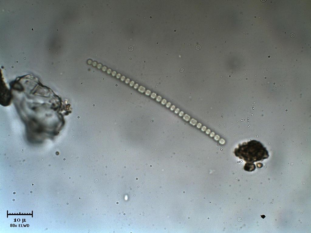 Vecchi cianobatteri. Vecchi si, ma troppo carini.