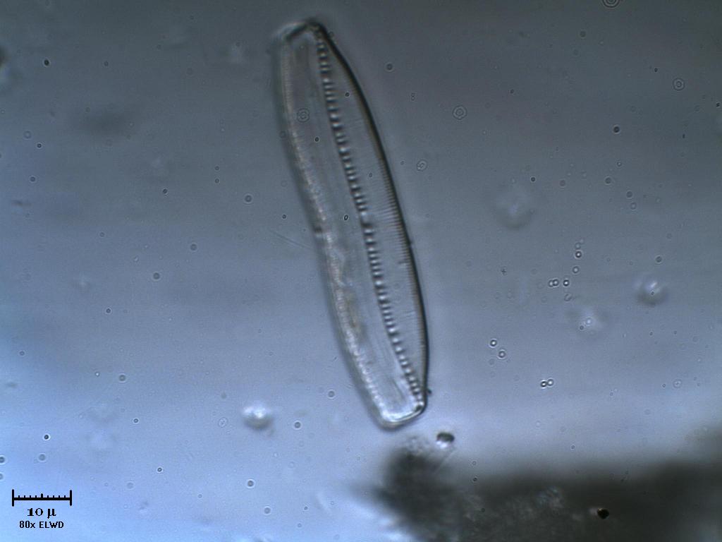 Frstulo
