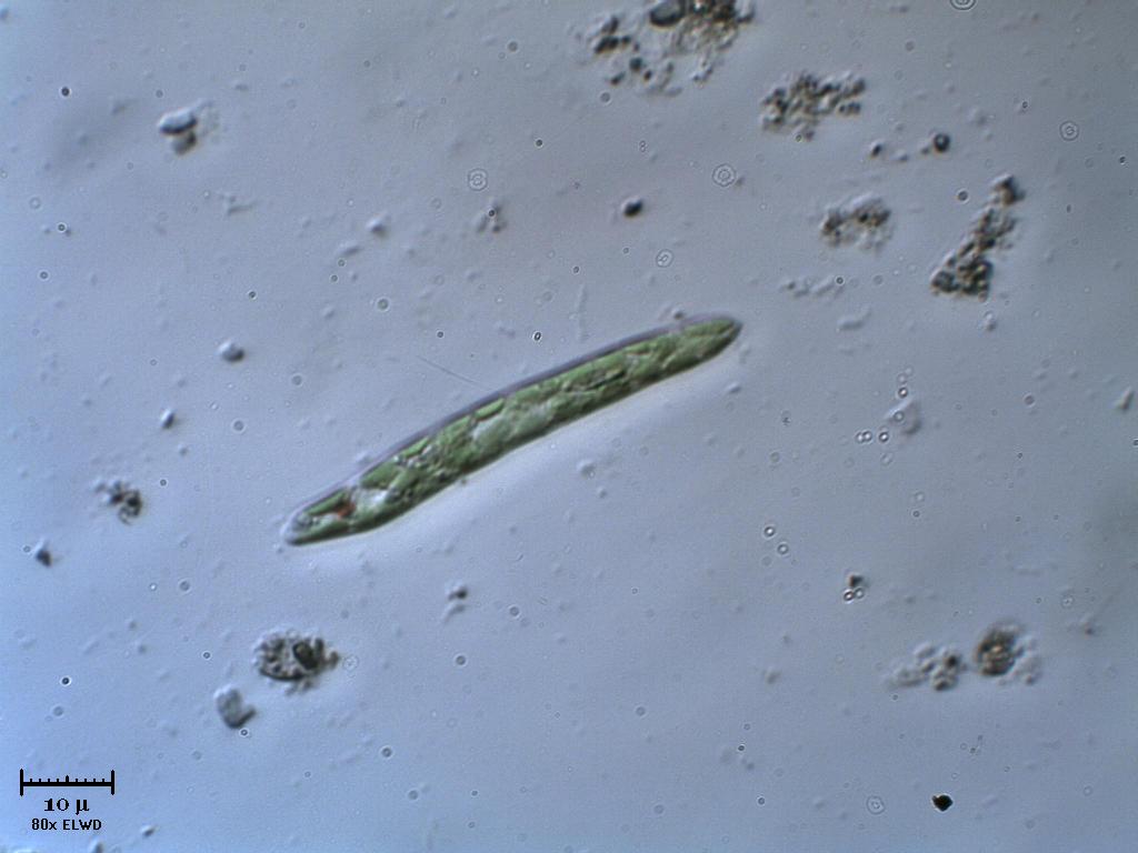 La volete 1 altra Euglena?