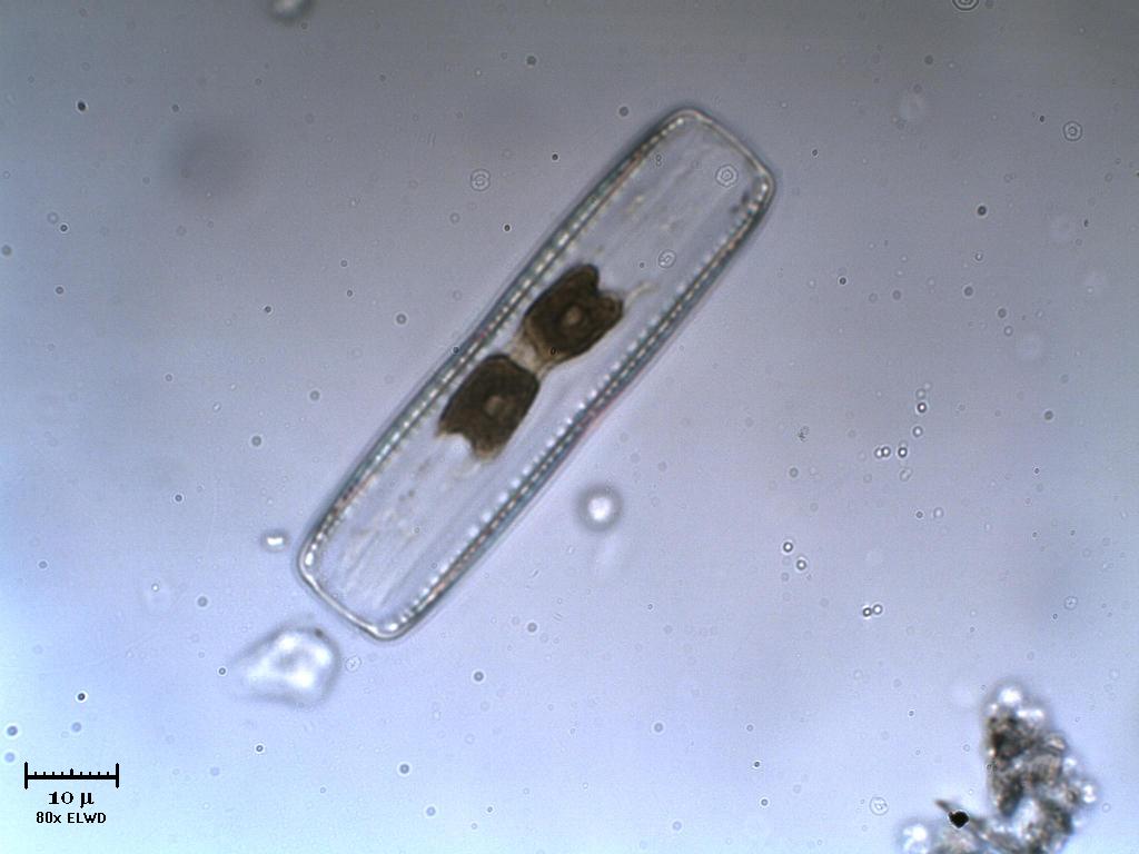 Diatomea 2