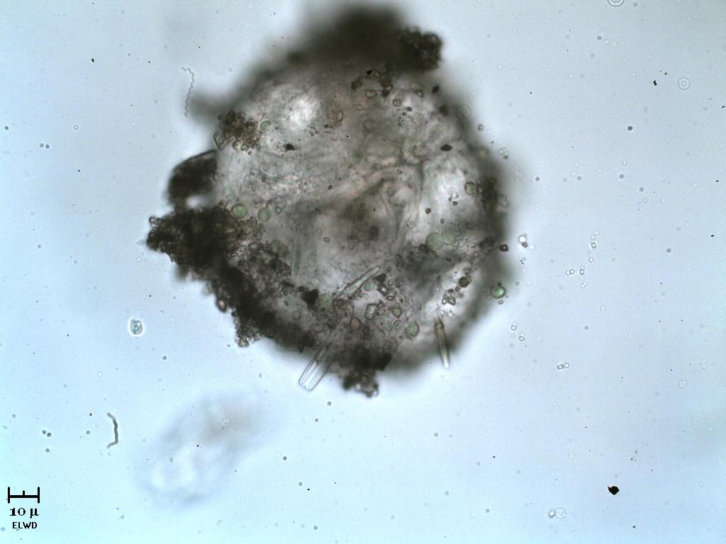 T... TE... TECAMEBA!