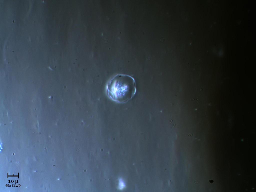 Che bello 1 altra Vitreochlamys!