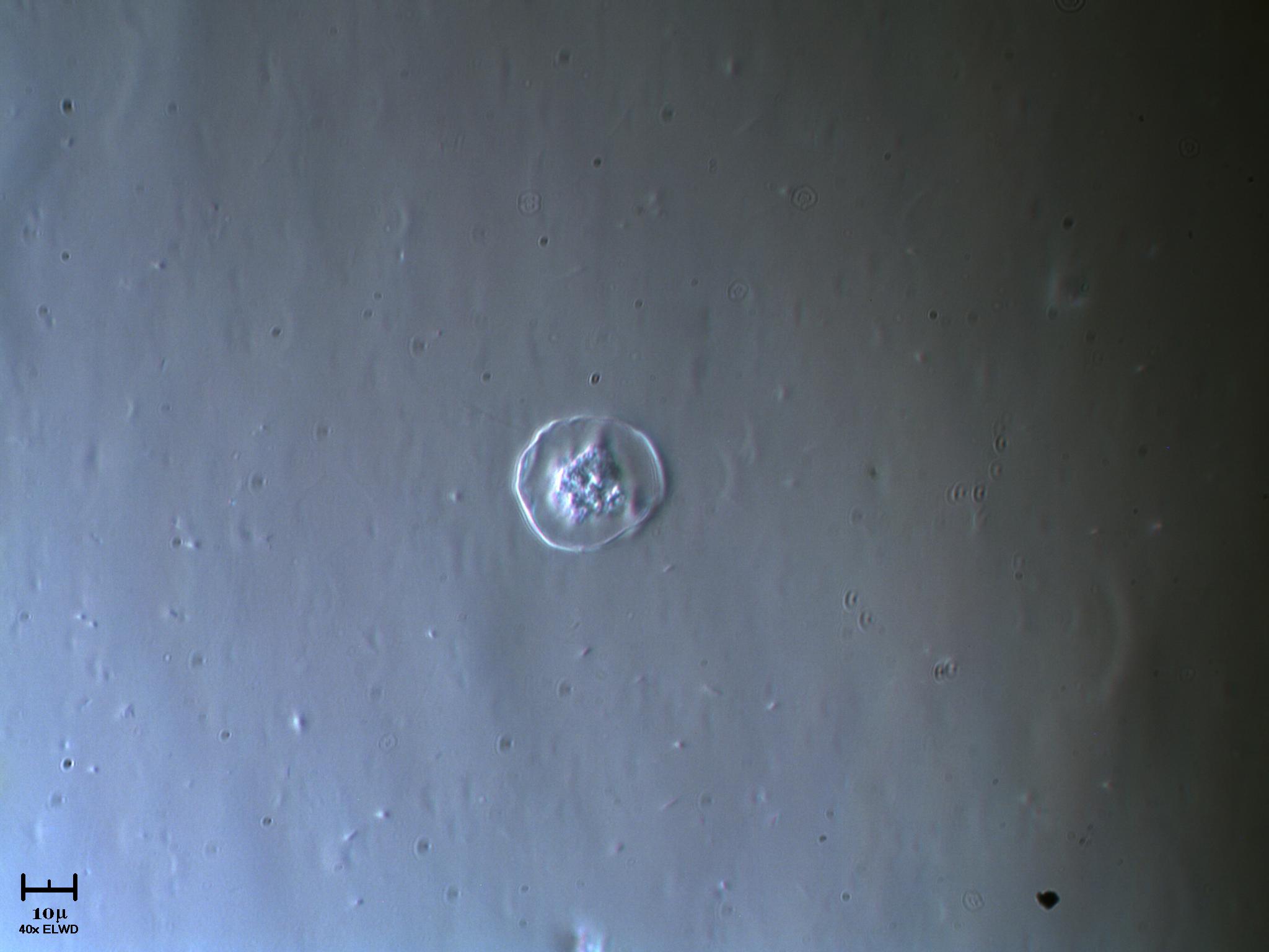 Che bello 1 altra Vitreochlamys!