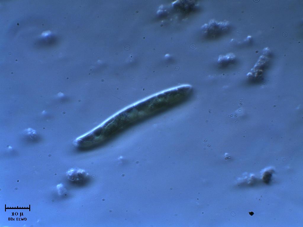 La volete 1 altra Euglena?