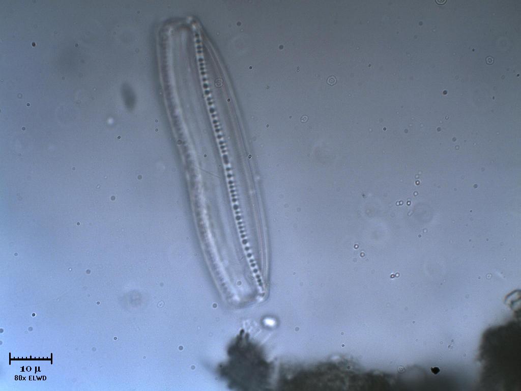 Frstulo