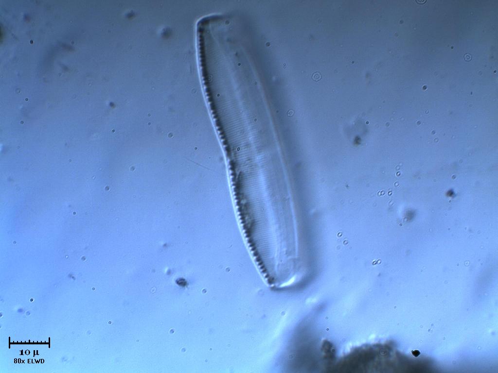 Frstulo