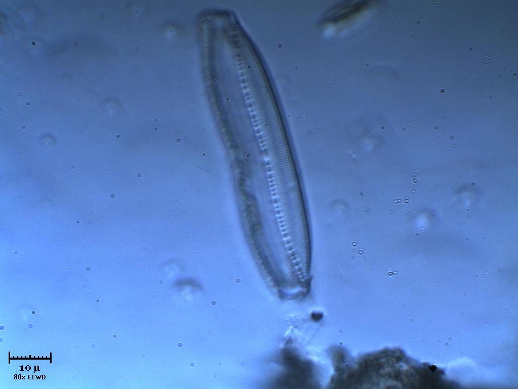Frstulo