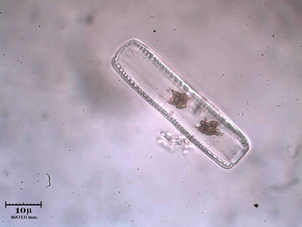 Le prime foto nella NUOVA FRONTIERA: Water immersion!