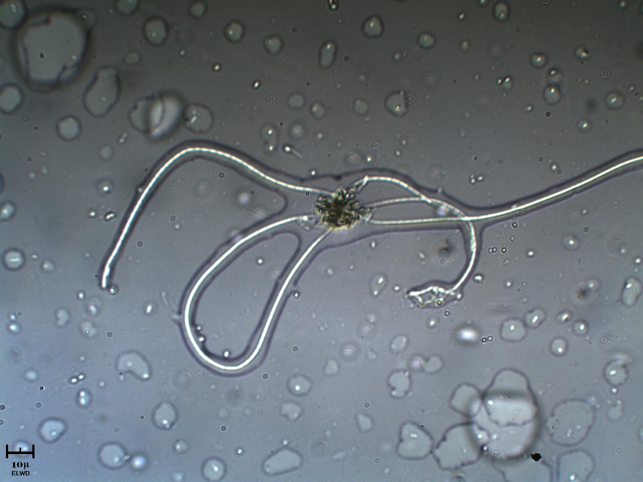 Cyanoficea
