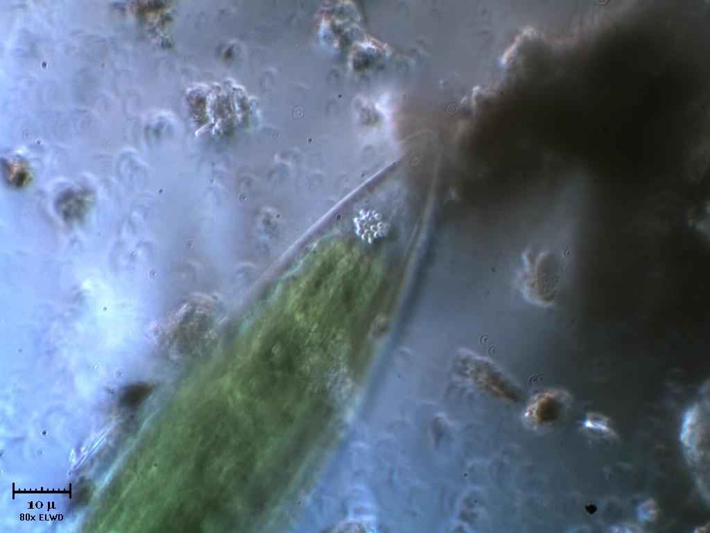 Closterium Point Gess