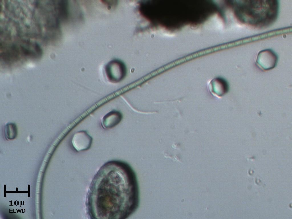 Cyanoficea