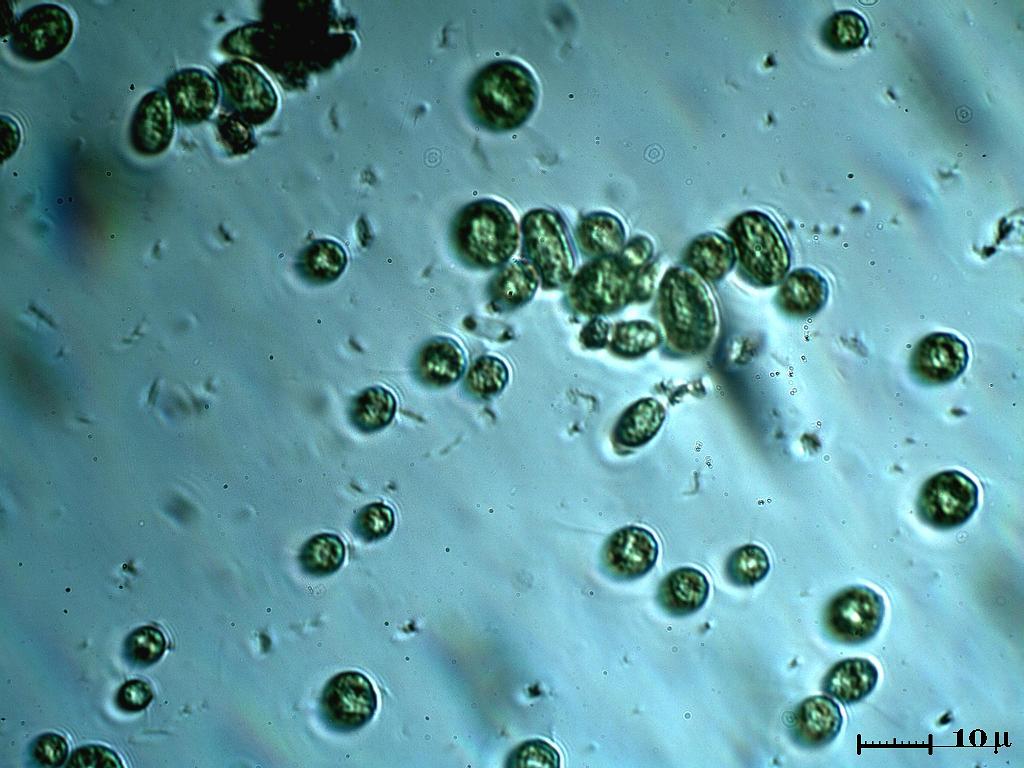 Chlorophyceae?