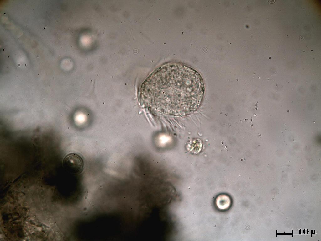 Questo credo sia nuovo.