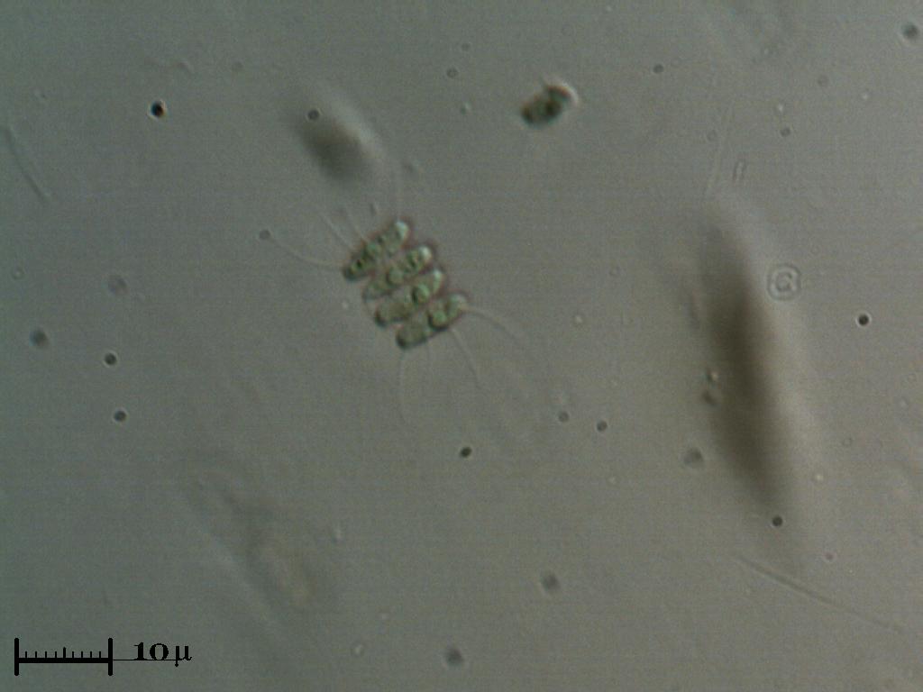 Scenedesmus