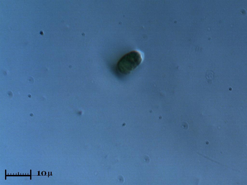 Chlamydomonas!!!!