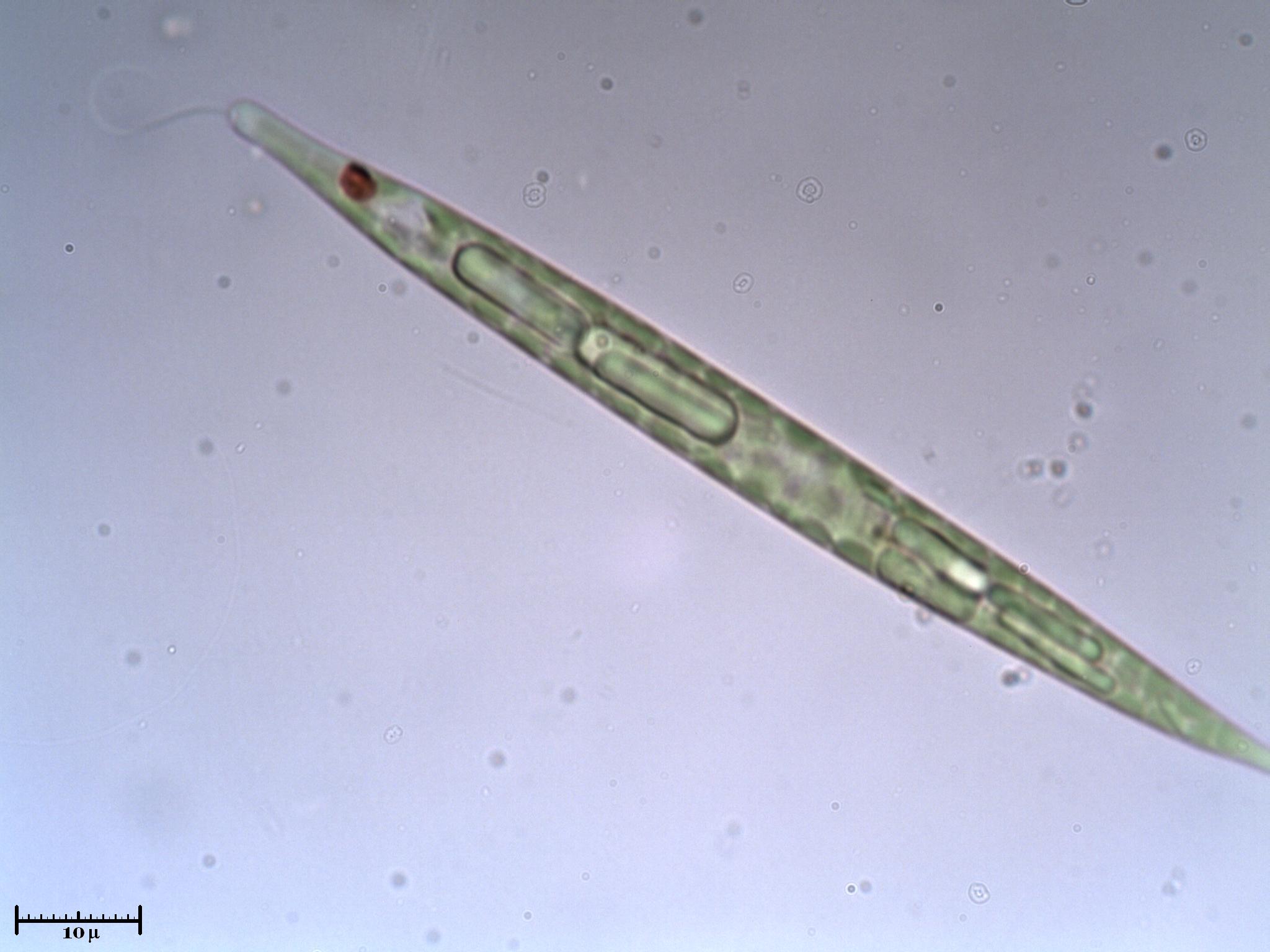 Euglena acus