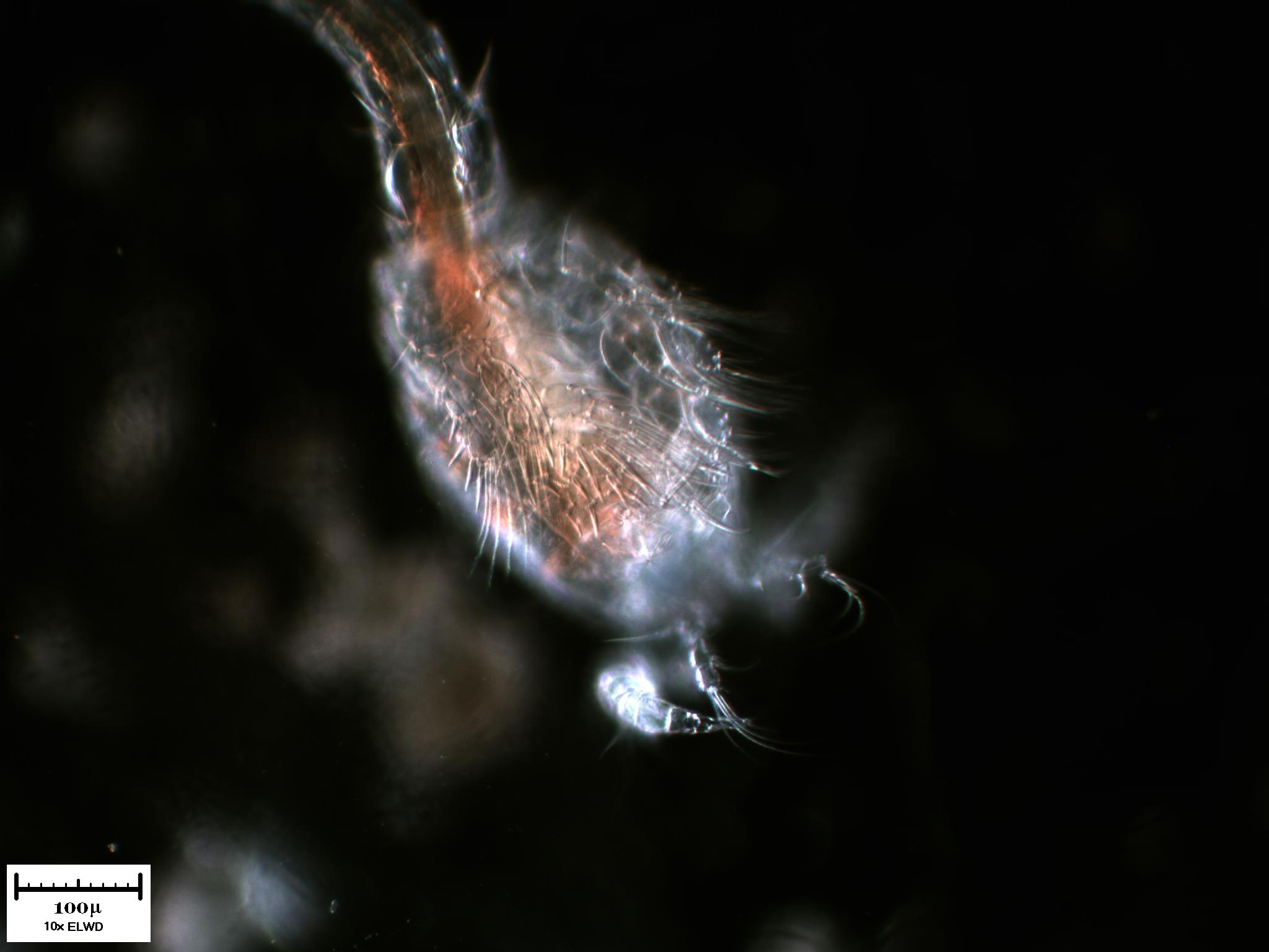 Tutto il Copepode minuto per minuto