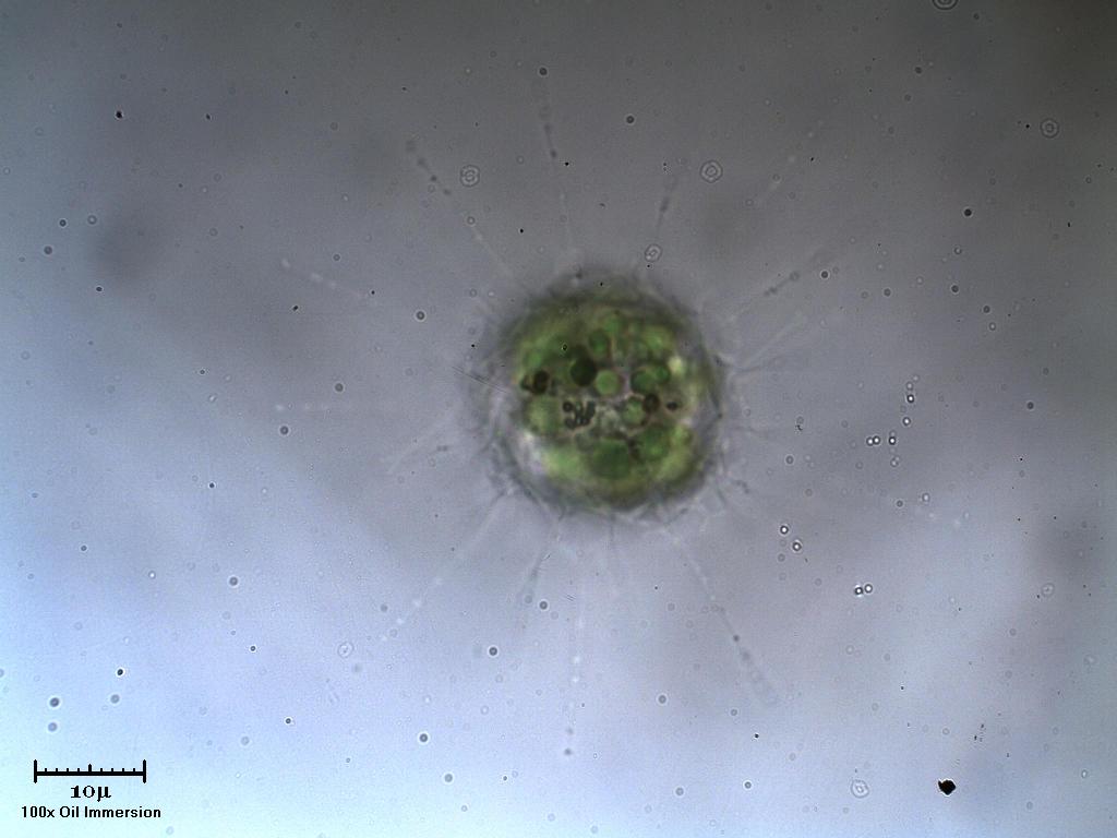 Helioglena