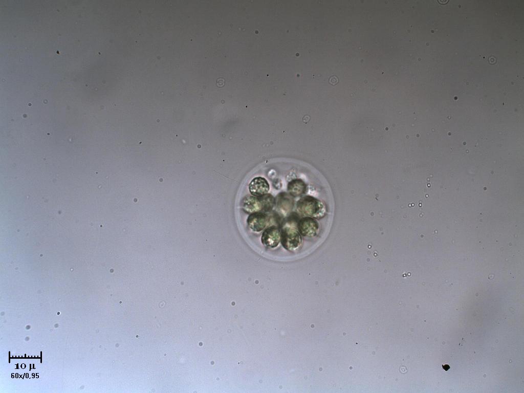 PLEODORINA?