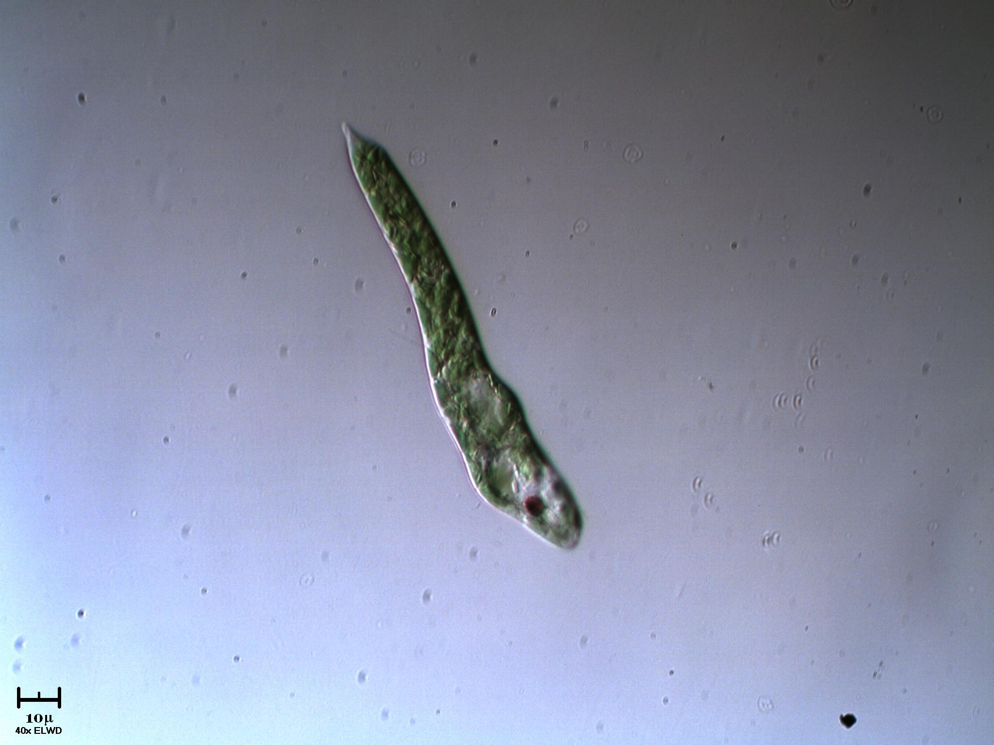 Euglena