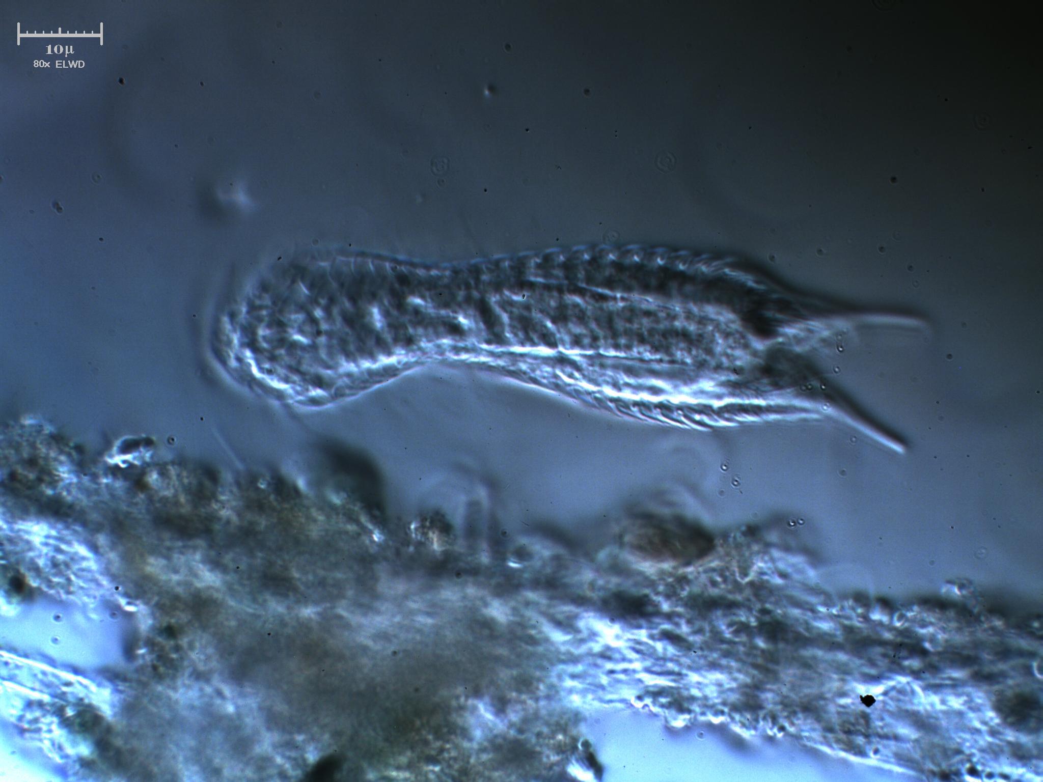 Non mi ricordo mai come si chiama