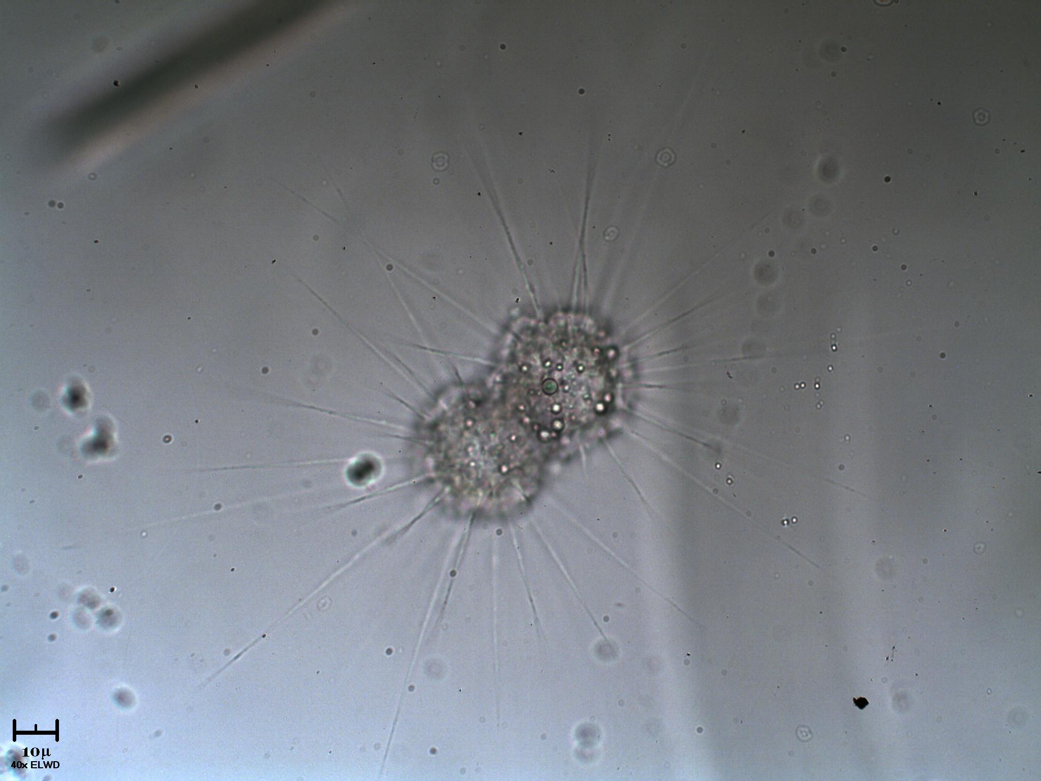 2 Heliozoi