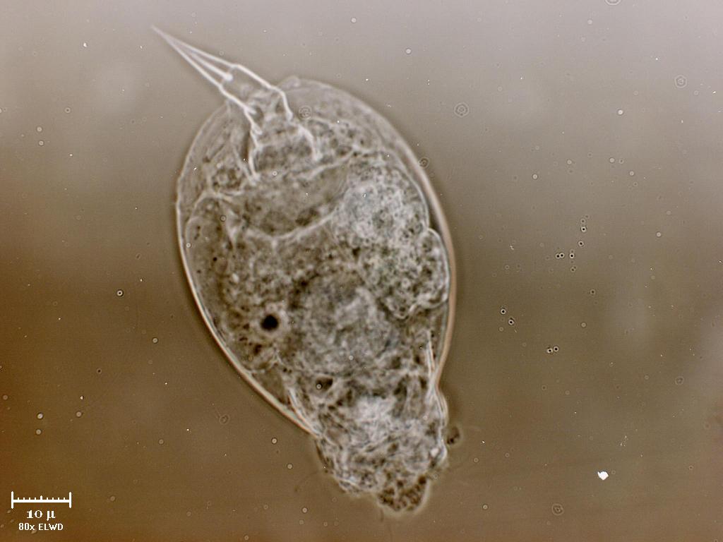 Rotifero. Abbiate pazienza.