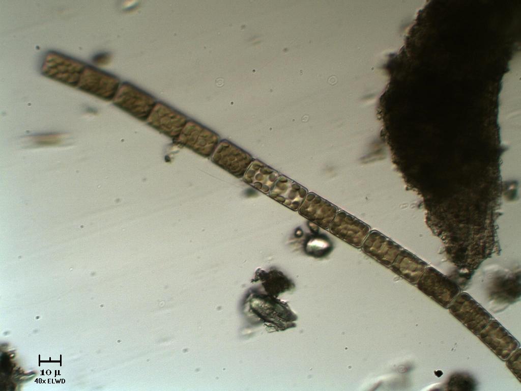 Melosira