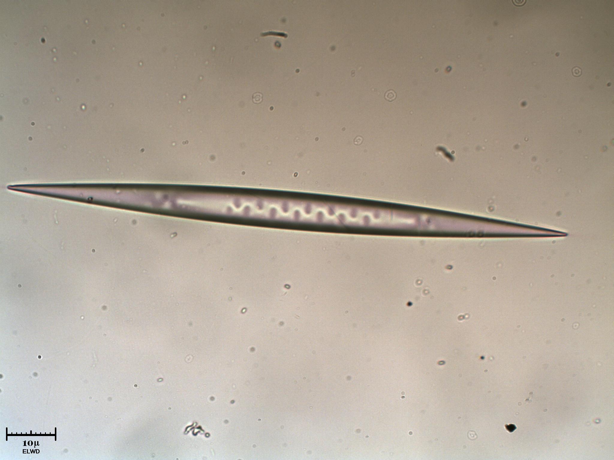 Scusate l''O.T. ma � troppo forte!