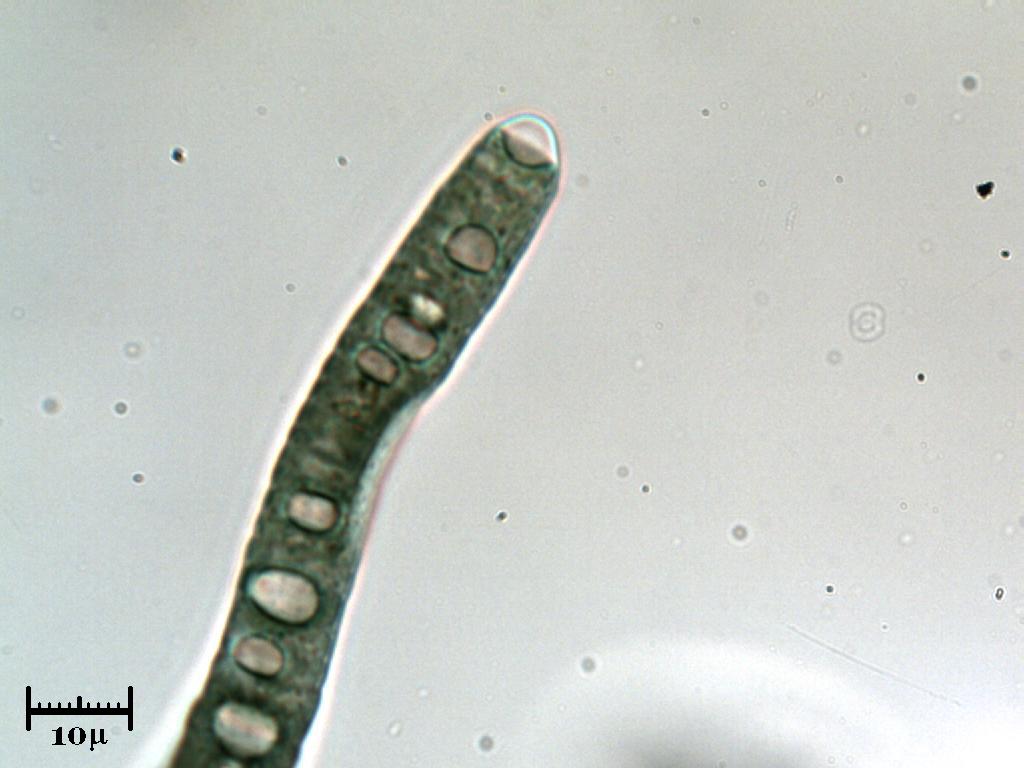 Alga marina Incertae Sedis