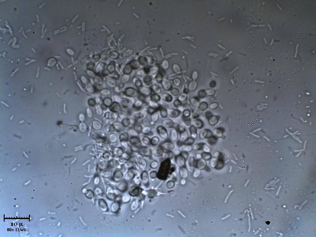 FIEN STAGN. Diario di bordo.