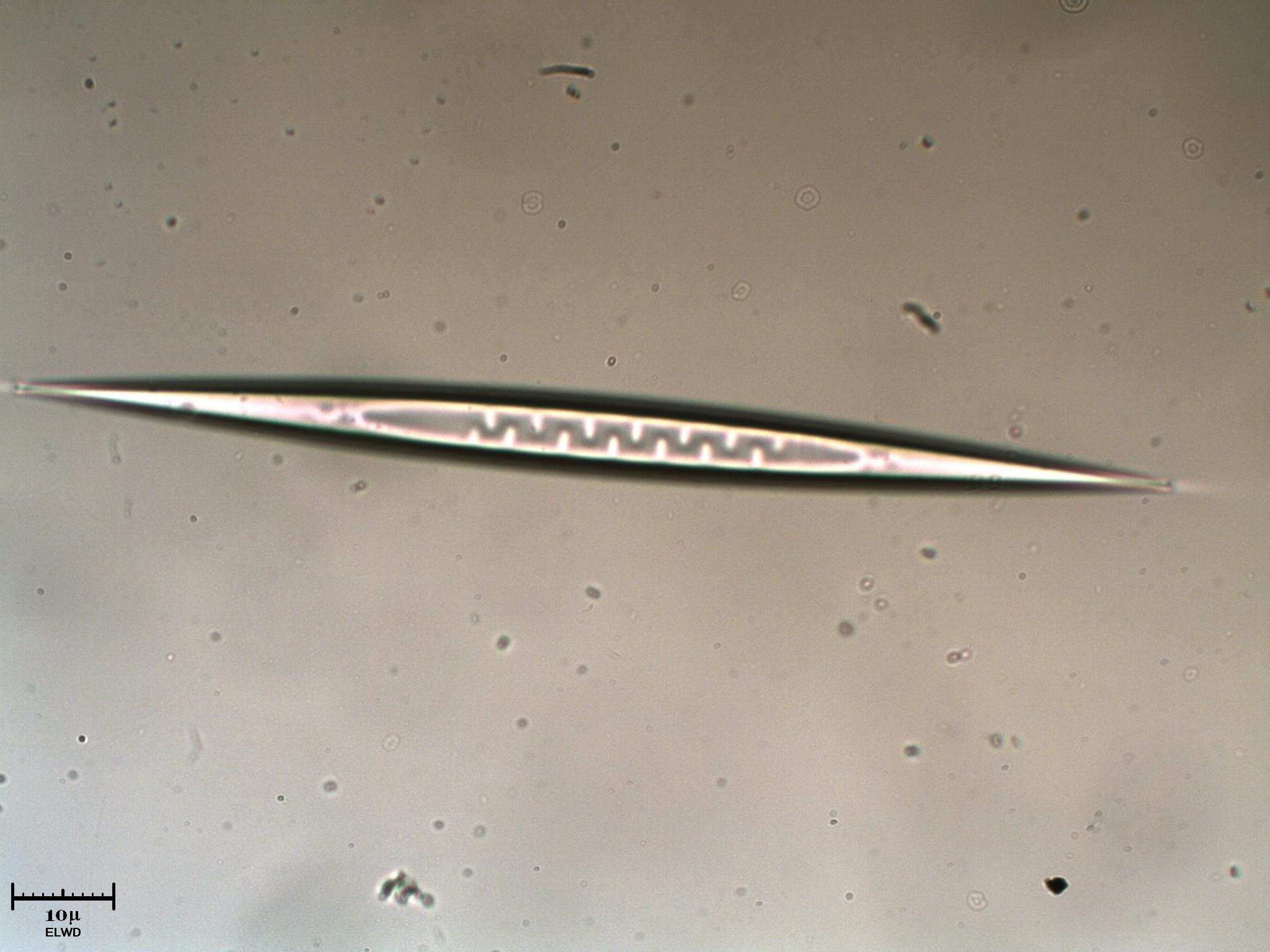 Scusate l''O.T. ma � troppo forte!