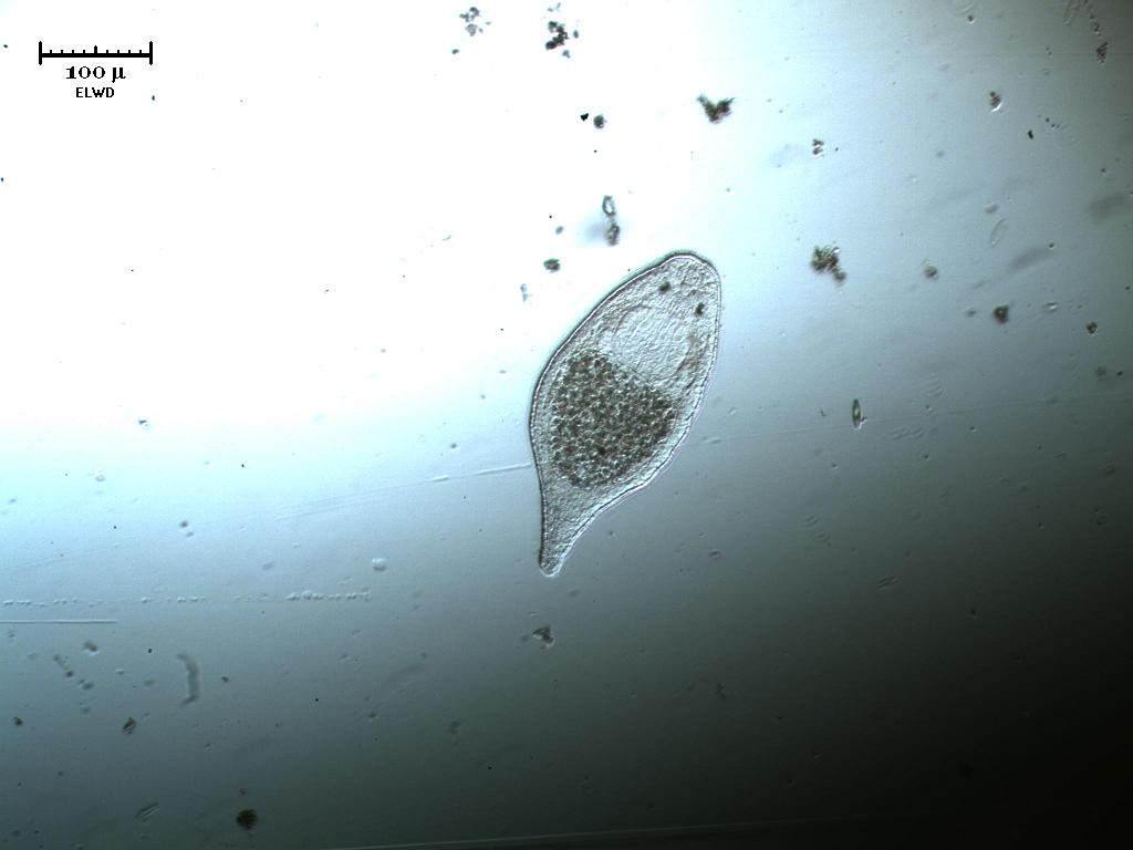 Me lo fanno apposta!