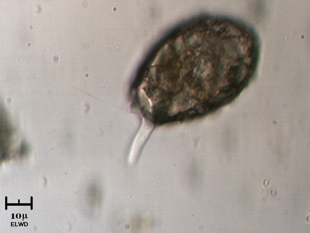 La famosa bottiglia versata del fiume Saponara!