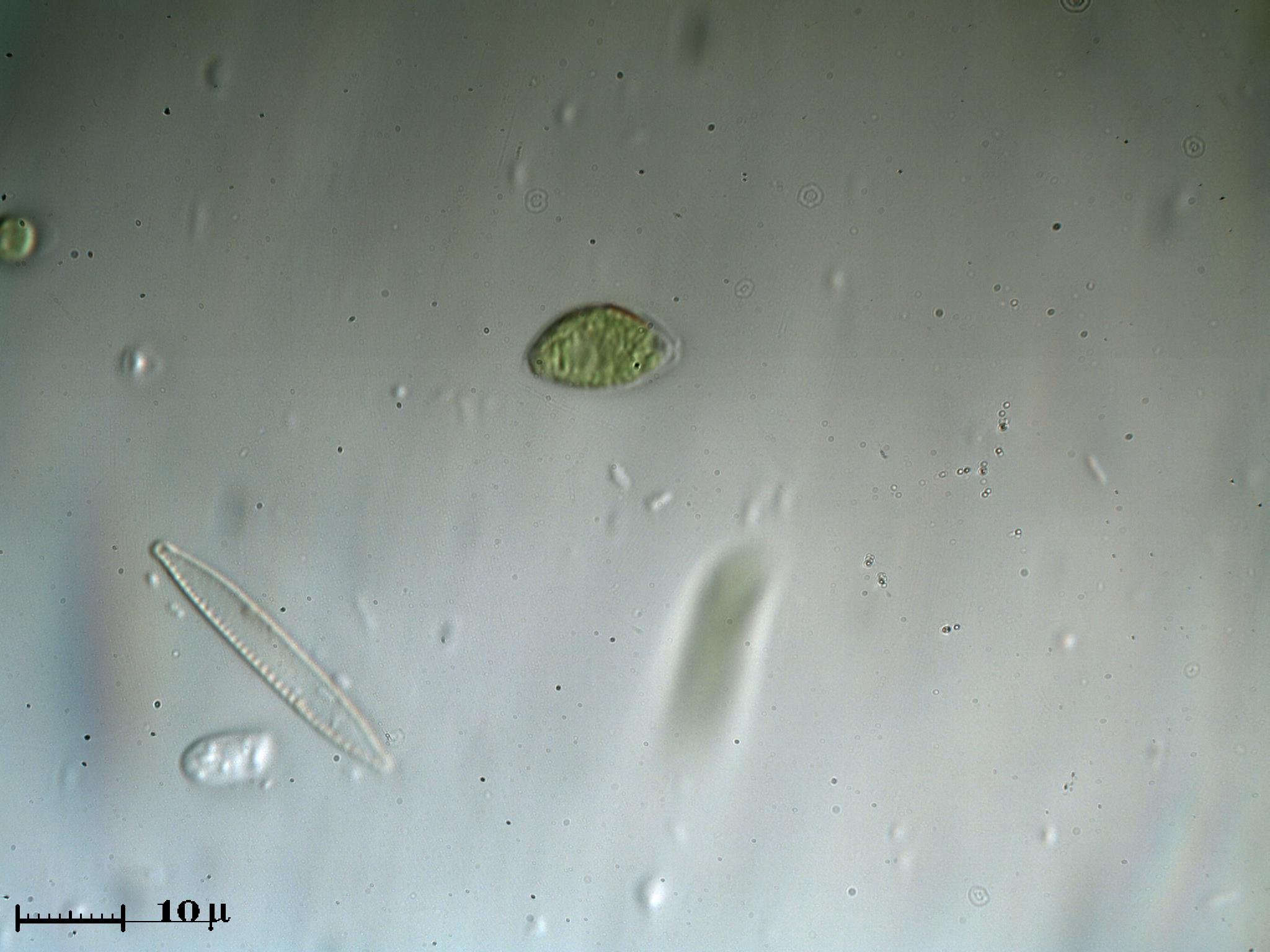 Parenti delle Euglene?