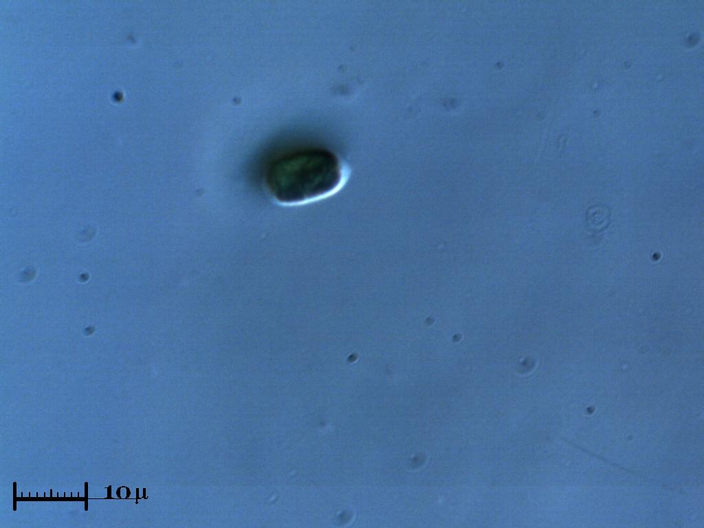 Chlamydomonas!!!!