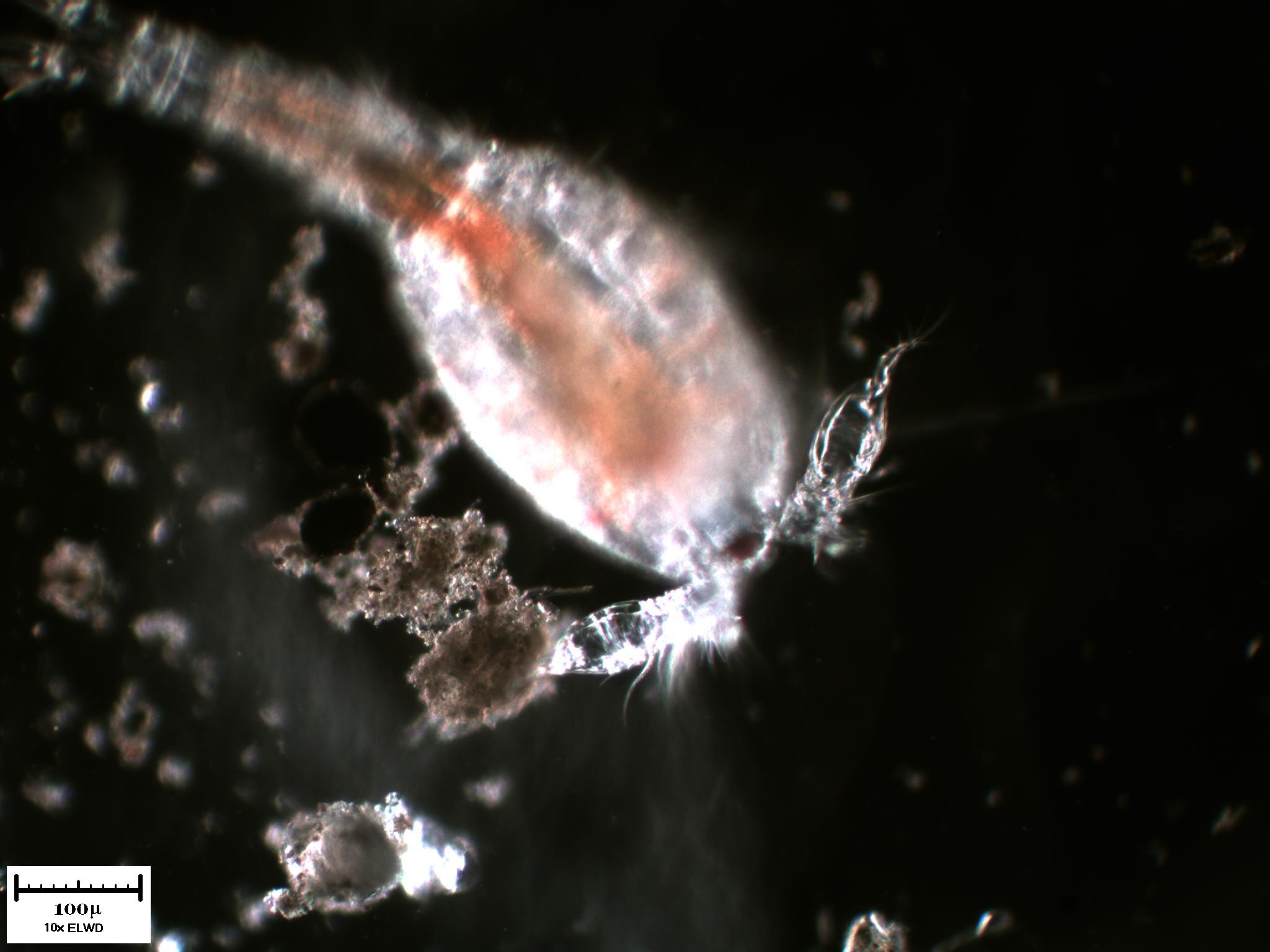 Tutto il Copepode minuto per minuto