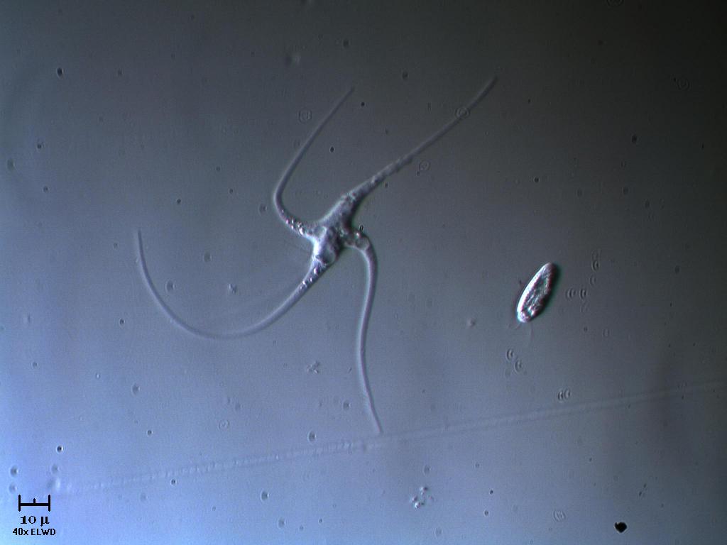 Amoeba Trinacria!