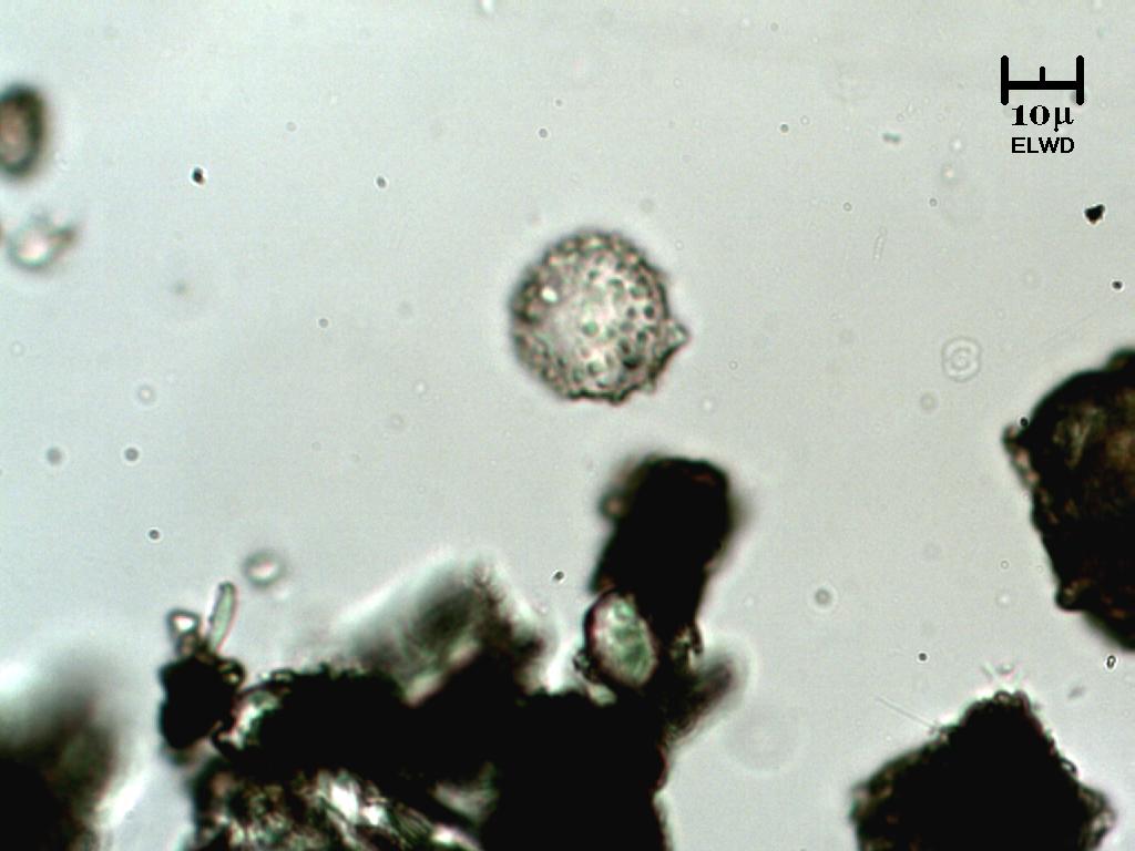 Virus A H1N1