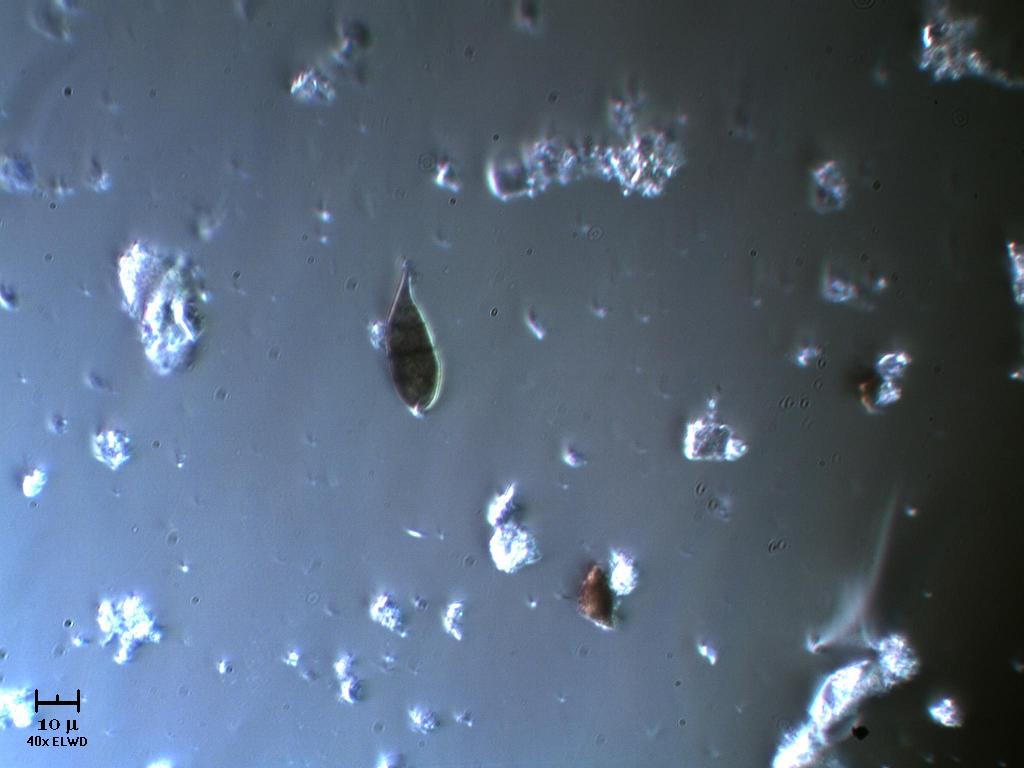 Spora