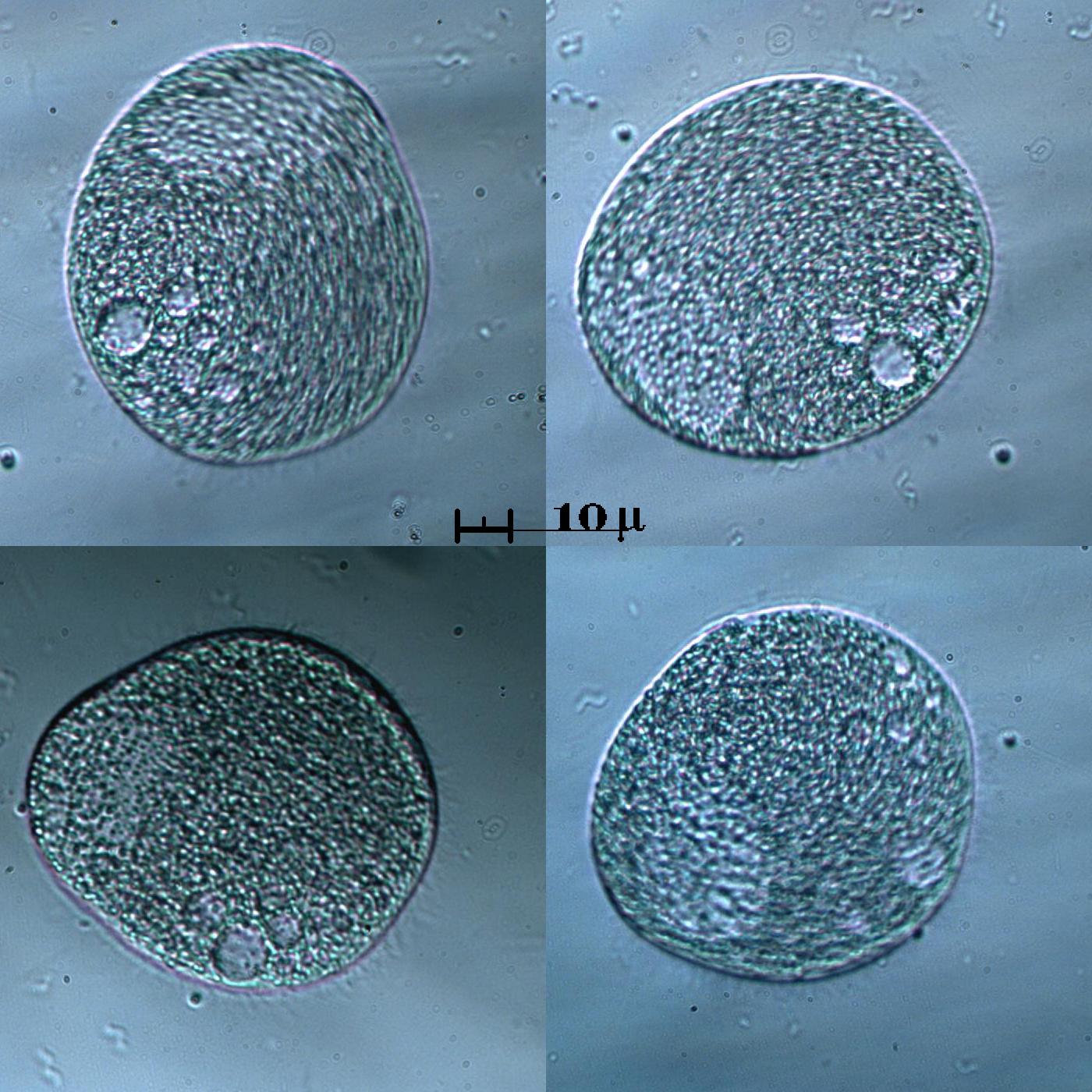 Ciliato mai visto prima