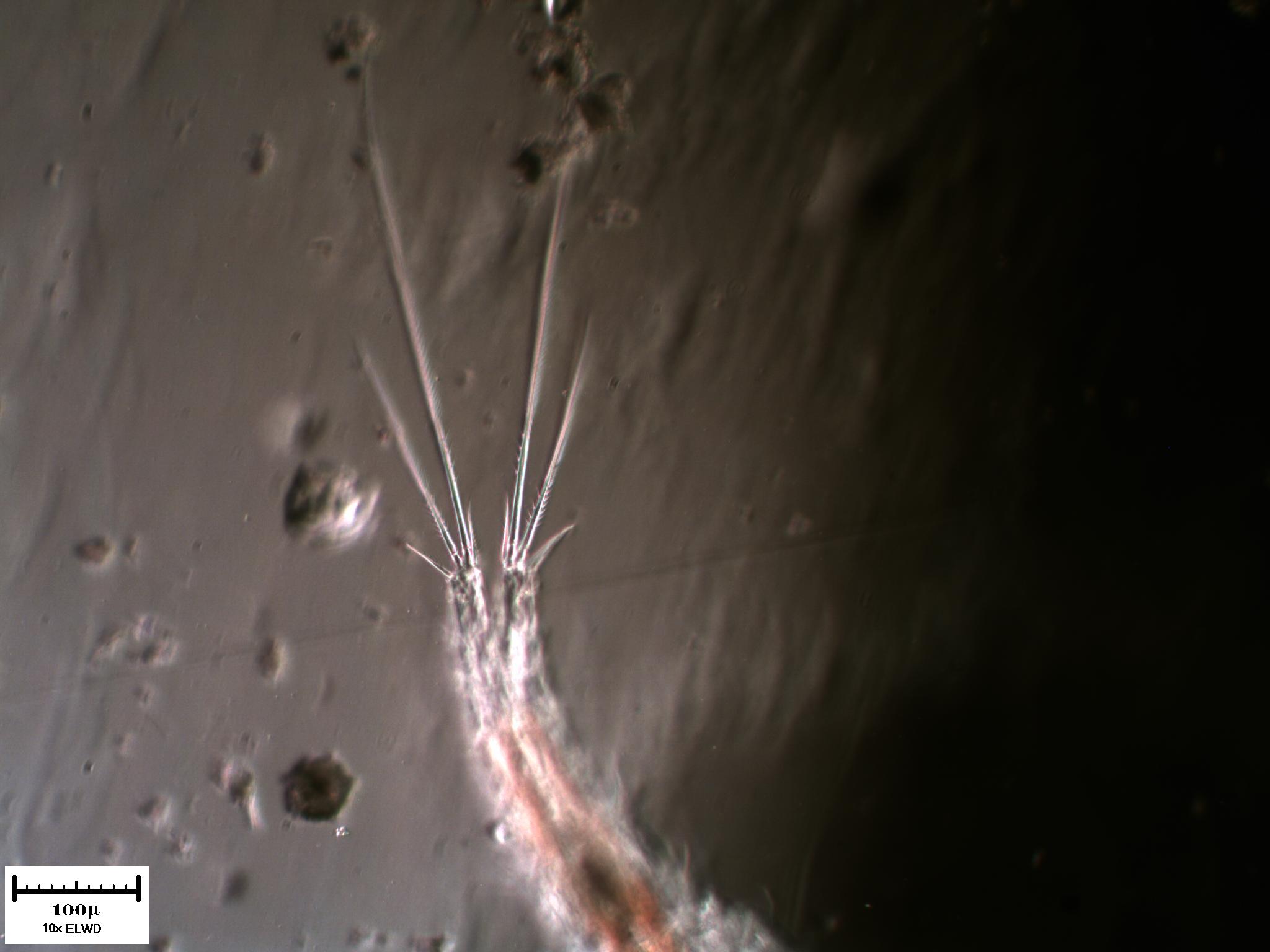 Tutto il Copepode minuto per minuto