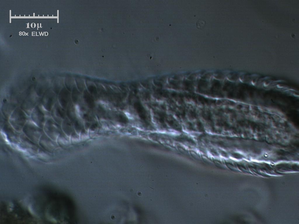 Non mi ricordo mai come si chiama