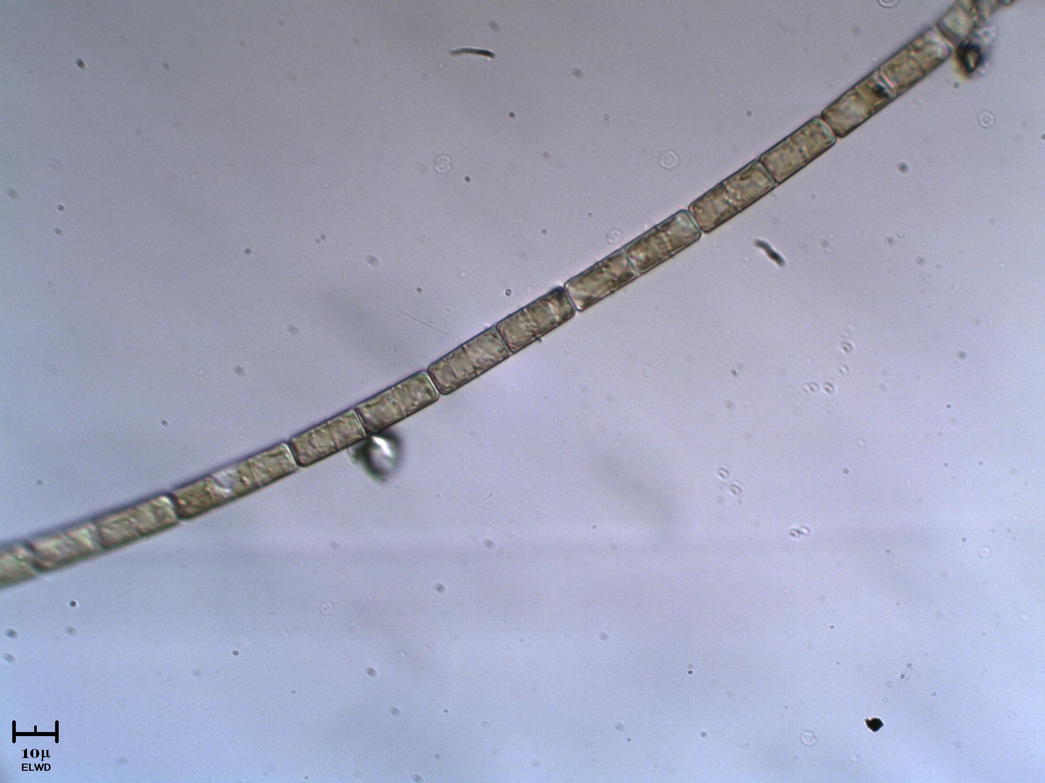 Alga