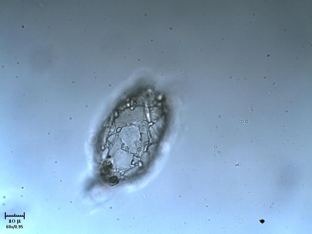 Tecameba 2